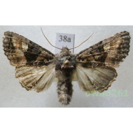 Euplexia lucipara (Linnaeus, 1758) Czech38a